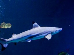 Haus des Meeres 4.02.2026